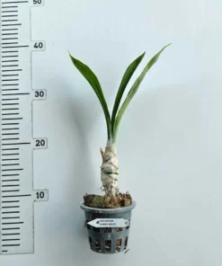 Alternative view of Clowesetum Jumbo Waltz Blooming Size