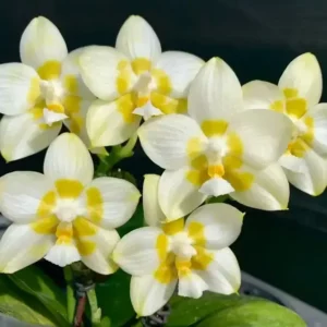 Phalaenopsis Yaphon Gelacea Blooming Size