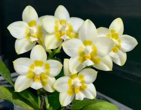 Phalaenopsis Yaphon Gelacea Blooming Size