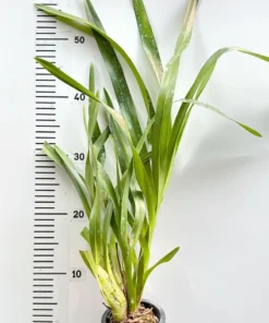 Alternative view of Grammatophyllum Speciosum Blume (Big Size)