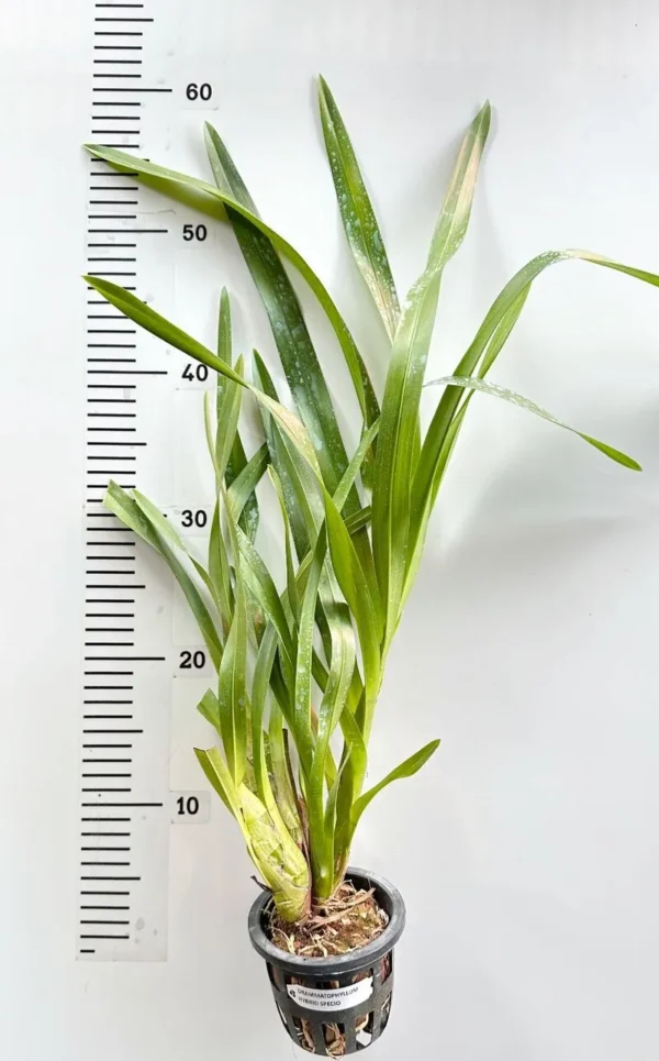 Grammatophyllum Speciosum Blume (Big Size) - Image 2