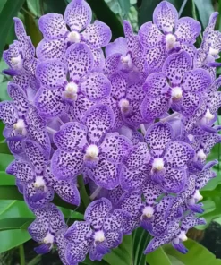 Vanda Omar Padron - Big Size