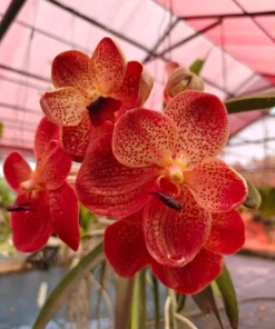 Vanda Orange 421 Blooming Size