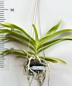 Alternative view of Ascocenda Bankok Sunset x Storiai