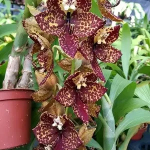 Cycnoches Jumbo Legend Blooming Size