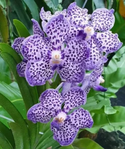 Vanda Omar Padron - Big Size