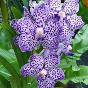 Vanda Omar Padron - Big Size