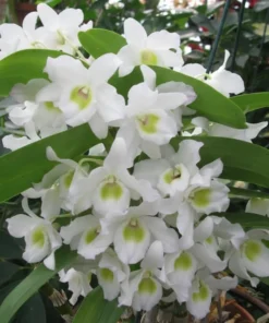 Nobile White Blooming Size