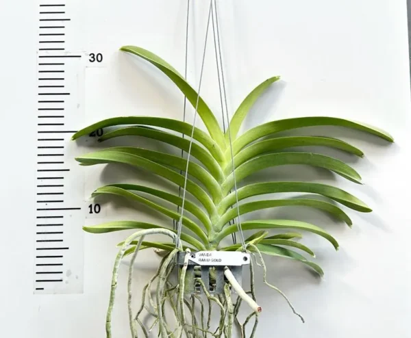 Vanda Renu Gold Blooming Size - Image 2