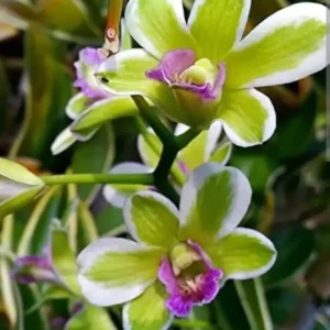 Ready to Flower Size Dendrobium Jade Variegated