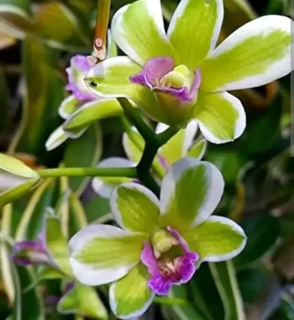 Ready to Flower Size Dendrobium Jade Variegated