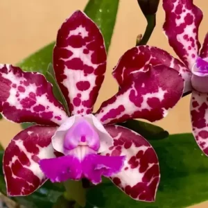 Cattleya Royal Cognac Blooming Size