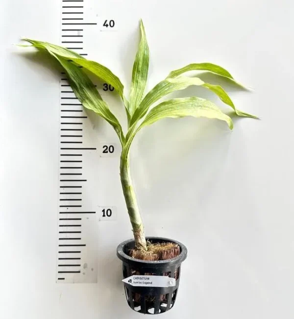 Cycnoches Jumbo Legend Blooming Size - Image 2