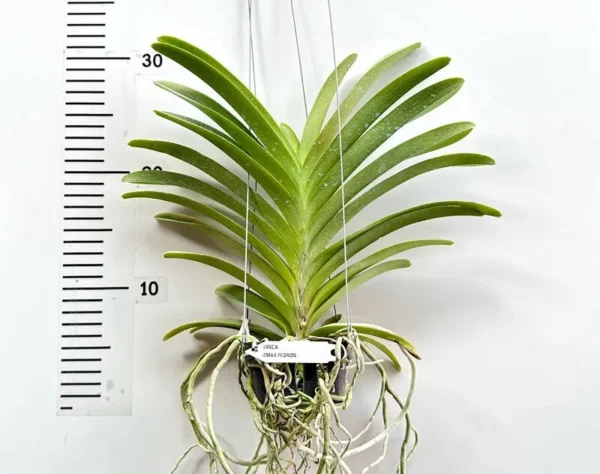 Vanda Omar Padron - Big Size - Image 2
