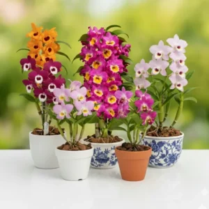 Dendrobium Seedling