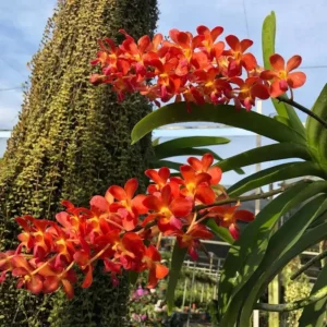 Ascocenda Bangkok Parlor Red Blooming Size