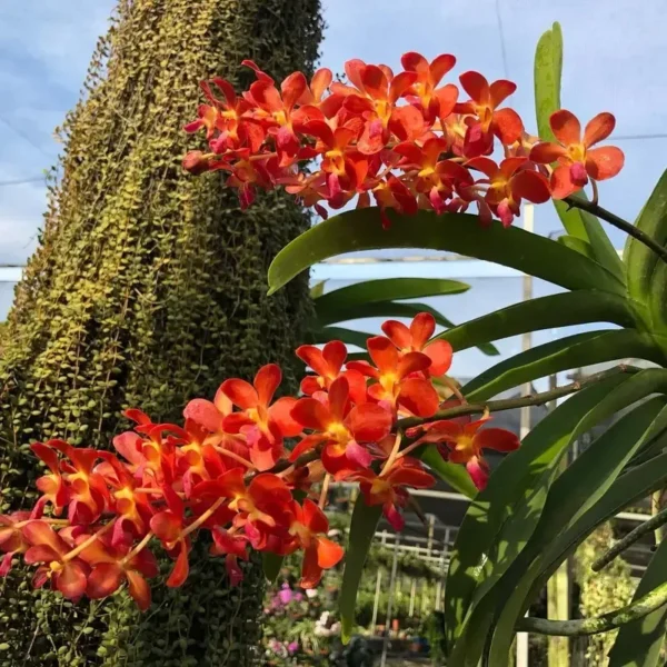 Ascocenda Bangkok Parlor Red Blooming Size