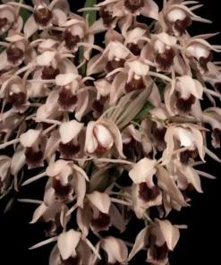 Coelogyne Xyrekes Blooming Size