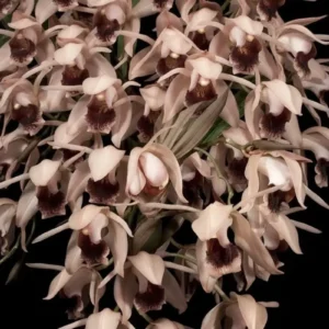 Coelogyne Xyrekes Blooming Size