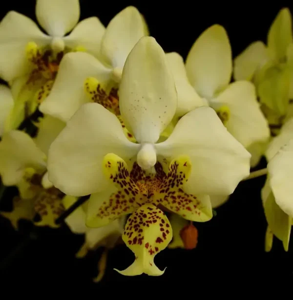 Phalaenopsis stuartiana var. nobilis 'Yellow Strain' - Image 2