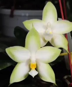 Phalaenopsis Tetraspis ‘Alba’ x Green Blooming Size