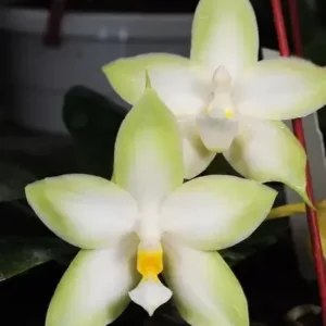 Phalaenopsis Tetraspis ‘Alba’ x Green Blooming Size