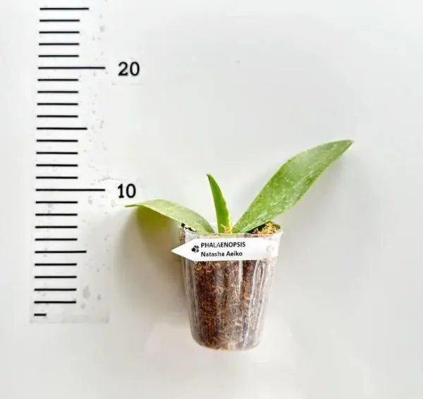 Phalaenopsis Natasha Aeiko - Image 2