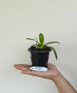 Alternative view of Phalaenopsis Cornu Cervi Red x Sib Blooming Size