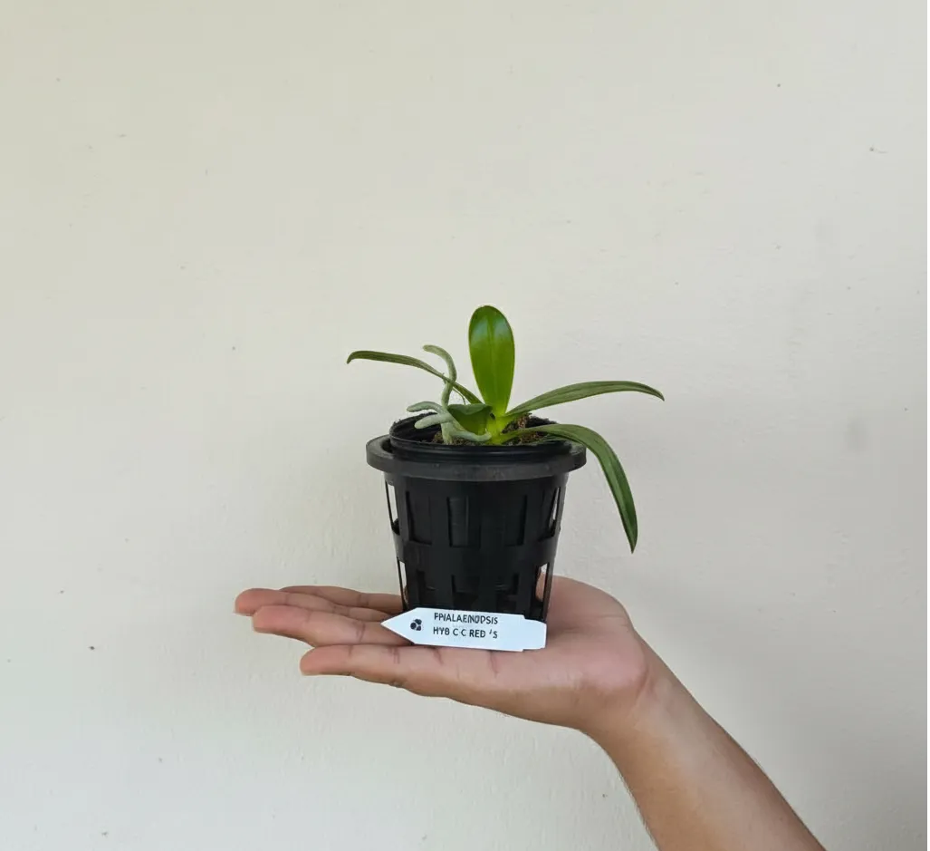 Phalaenopsis Cornu Cervi Red x Sib Blooming Size - Image 2