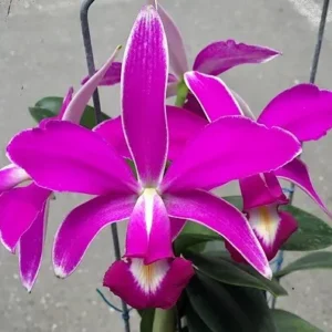 Cattleya Violacea Rubra Flamea x s/a Flamea