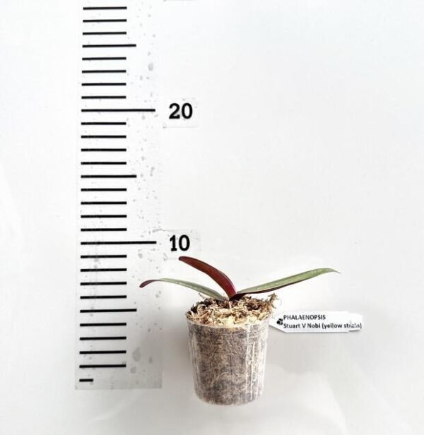 Phalaenopsis stuartiana var. nobilis 'Yellow Strain' - Image 3