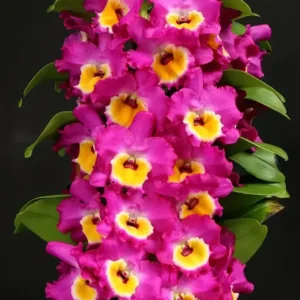 Nobile Pink Yellow Lip Blooming Size