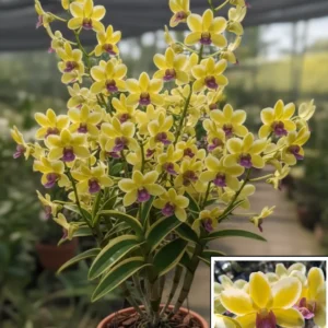 Ready to Flower Size Dendrobium Yellow Red Lip Variegated