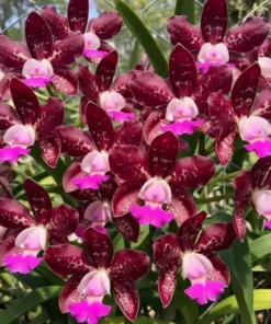 Cattleya Royal Cognac Blooming Size