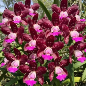 Cattleya Royal Cognac Blooming Size