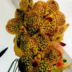 Ascocenda Yellow Leo Blooming Size