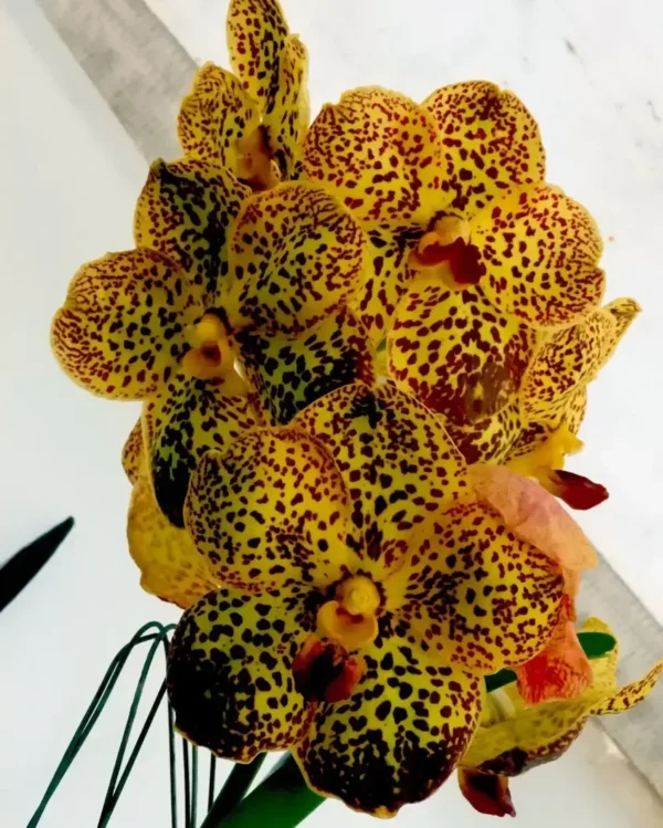 Ascocenda Yellow Leo Blooming Size