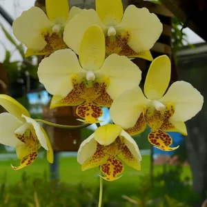 Phalaenopsis stuartiana var. nobilis 'Yellow Strain'