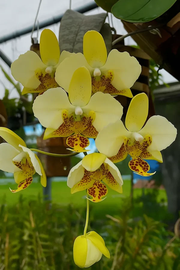 Phalaenopsis stuartiana var. nobilis 'Yellow Strain'