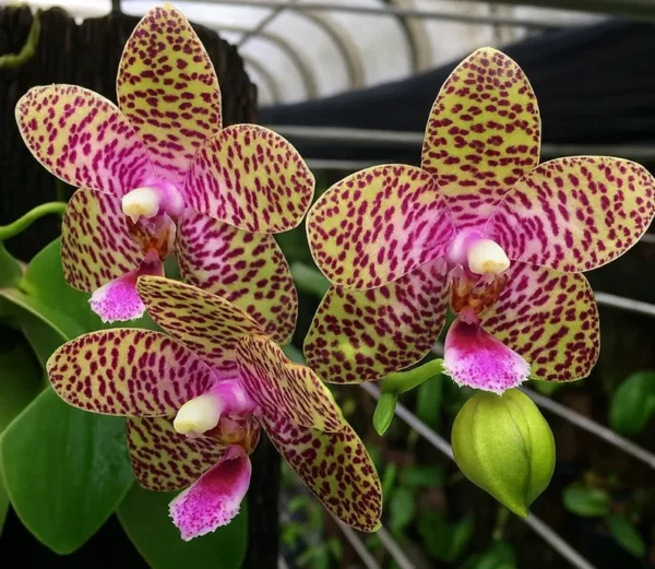 Phalaenopsis Natasha Aeiko