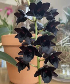 Fredclarkeara Kelly Longley - Black Orchid