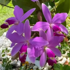Cattleya Violacea Magenta x s/a Flamea