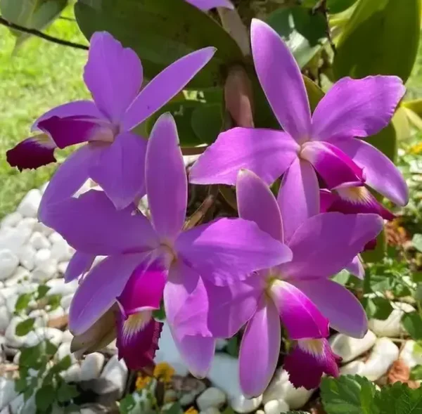 Cattleya Violacea Magenta x s/a Flamea