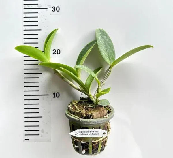 Cattleya Violacea Rubra Flamea x s/a Flamea - Image 2