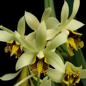 Dendrobium Venustum Blooming Size