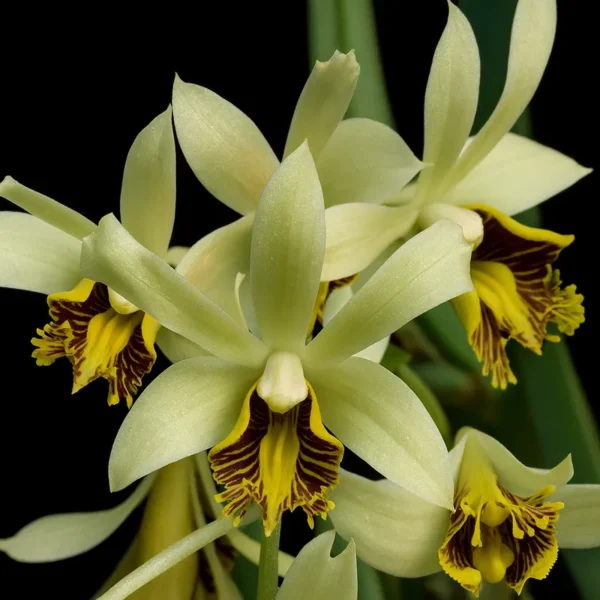 Dendrobium Venustum Blooming Size