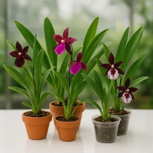 Oncidiums