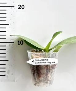 Alternative view of Phalaenopsis Orchid World Ching Hua Blooming Size