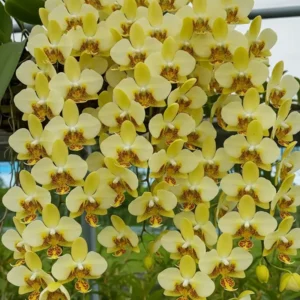 Phalaenopsis stuartiana var. nobilis 'Yellow Strain'