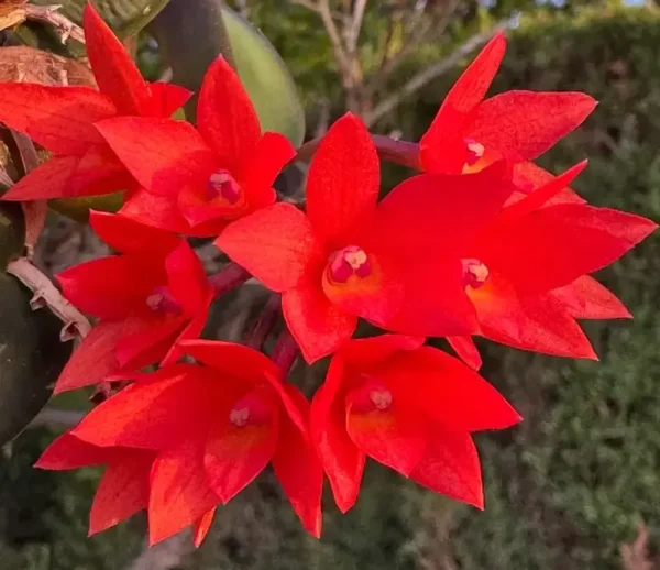 Cattleya Cernua (Miniature Cattleya Orchid)